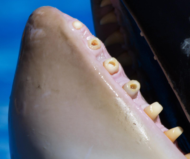 Boreholes drilled into the teeth of a captive killer whale. (Image: University of Otago)